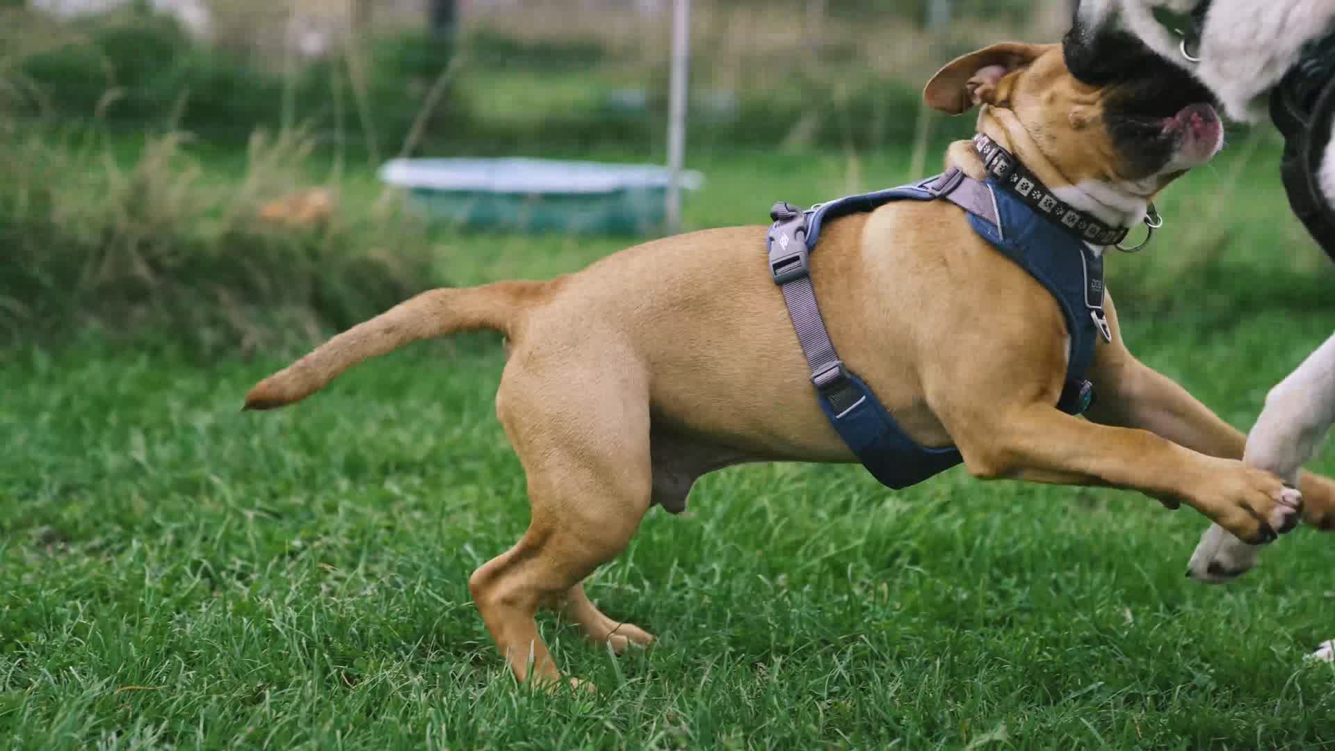 Der er behov for Erkende udvikle Hundetræning og adfærdsspecialist i Randers | Tilmeld hundetræning - Hund  med glæde
